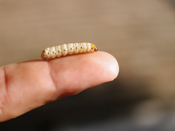 student113_bioenv.jpg