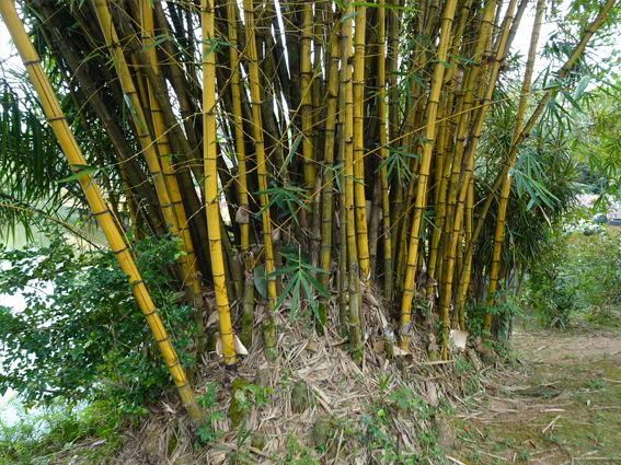 student113_bioenv.jpg