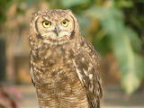 Owl1.jpg