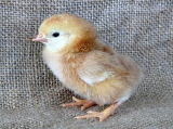 chick1.jpg