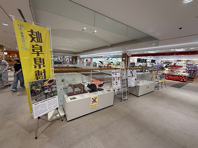 展示 ロードキル、シカ、衝突、野生動物、岐阜大学、事故