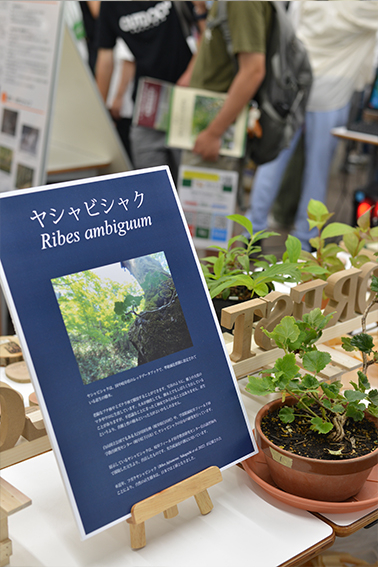 オープンキャンパス、生物圏環境学科、岐阜大学、展示、応用生物科学部