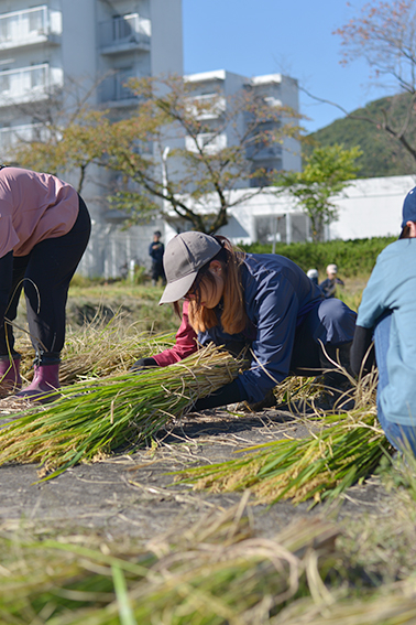 稲刈り(ヒトと自然) 稲刈り、農場、岐阜大学、二次的自然、実習