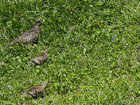 P1018375s-.jpg