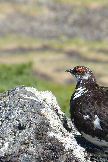 ライチョウ｜岐阜大学