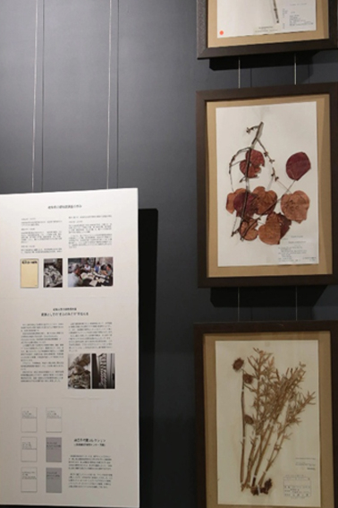 植物標本、アーカイブ・コア