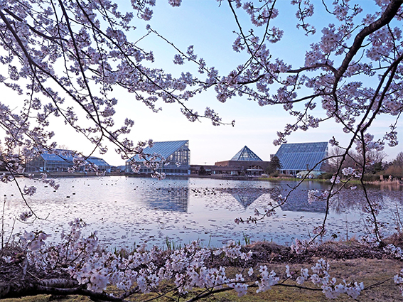 春の富山県中央植物園 岐阜大学、学芸員、博物館、植物園、生物圏環境学科
