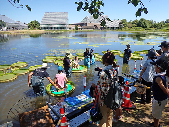 オオオニバスに乗ってみよう 岐阜大学、学芸員、博物館、植物園、生物圏環境学科