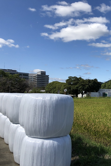 柳戸農場、岐阜フィールド科学教育研究センター｜生物圏環境学科