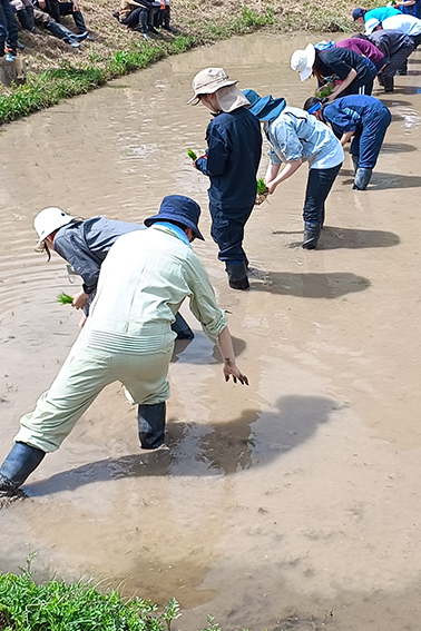 田植え、農場、岐阜大学、二次的自然、実習