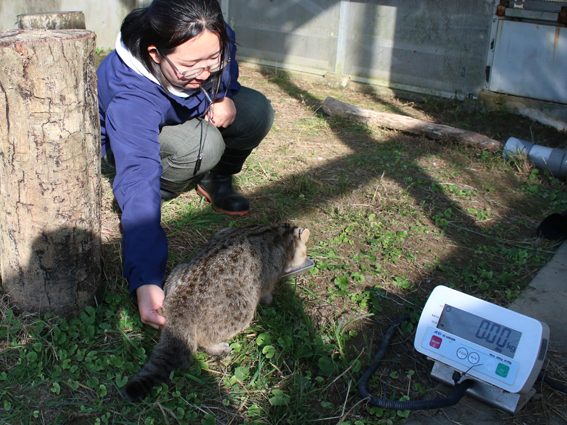 環境省ツシマヤマネコ野生順化ステーション ツシマヤマネコ、岐阜大学