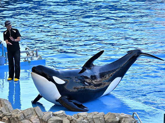 シャチの公開トレーニング 岐阜大学、生物圏環境学科、名古屋港水族館