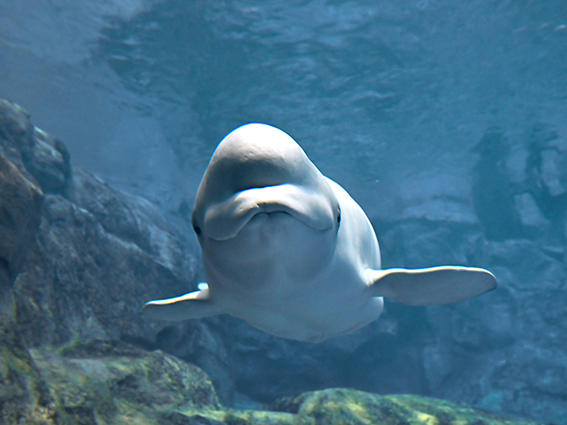 ベルーガのミライ 岐阜大学、生物圏環境学科、名古屋港水族館