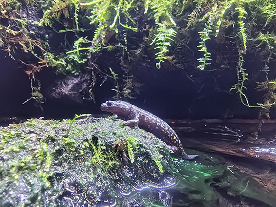 ヒガシヒダサンショウウオの展示 碧南海浜水族館、岐阜大学、応用生物科学部、市役所、職員