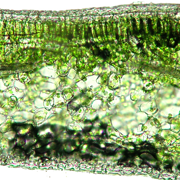 植物生理生態学（授業科目・講義）｜生物圏環境学科