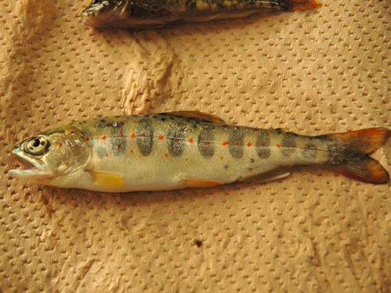 ヤマメ、生物識別野外調査実習－水棲生物－｜生物圏環境学科