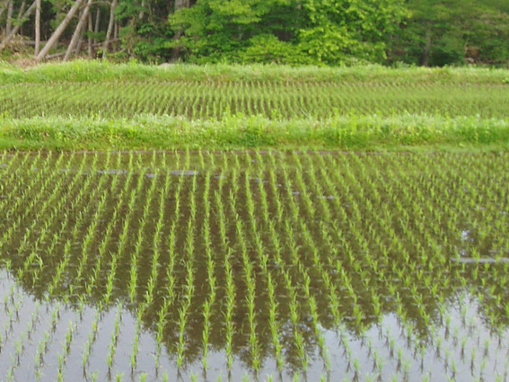 農業生態学（授業科目・講義）｜生物圏環境学科