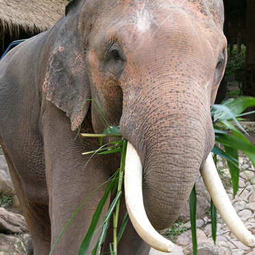 動物園動物管理学（授業科目・講義）｜生物圏環境学科