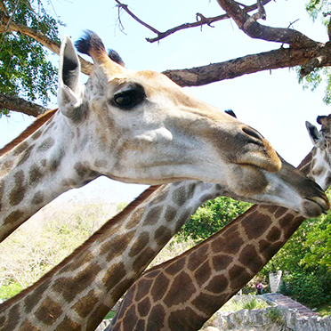 動物園動物管理学（授業科目・講義）｜生物圏環境学科