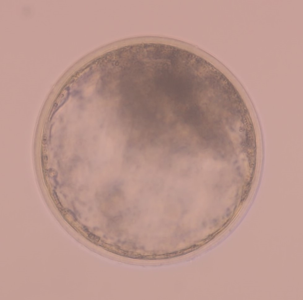 移植胚の写真.JPG