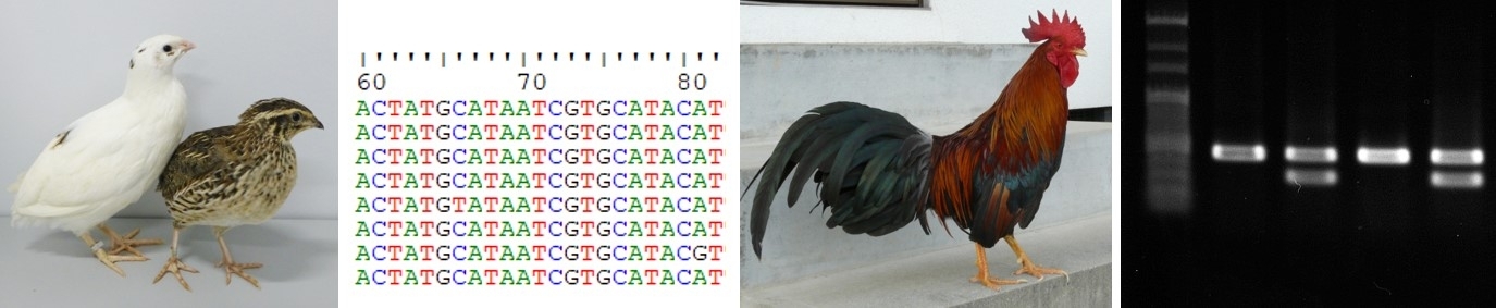 動物ゲノム多様性学研究室