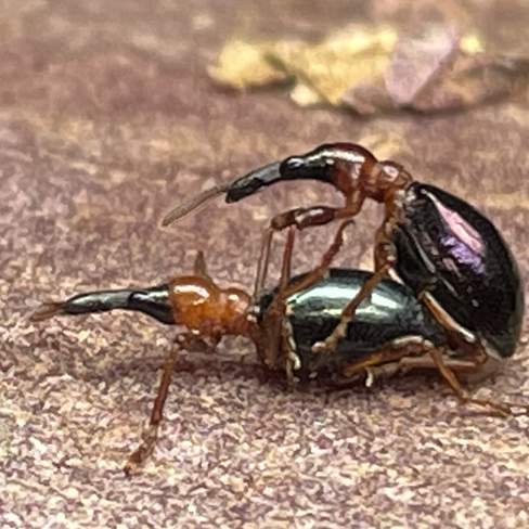 アリモドキゾウムシ、不妊、昆虫、岐阜大学、日室千尋