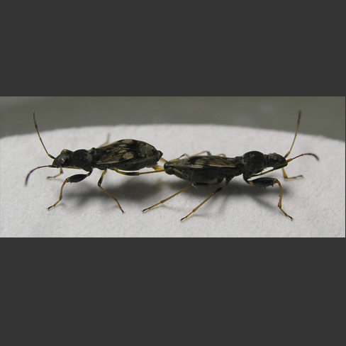 コバネヒョウタンナガカメムシ、昆虫、岐阜大学、日室千尋