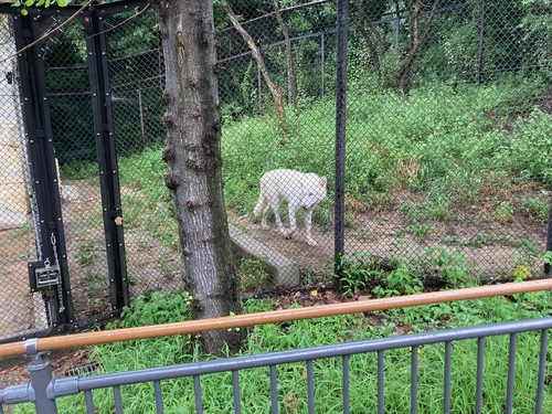 IMG_5004.jpeg