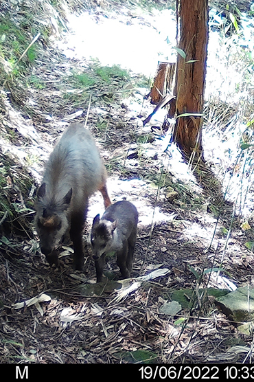 森林動物管理学研究室｜安藤正規｜岐阜大学｜生物圏環境学科