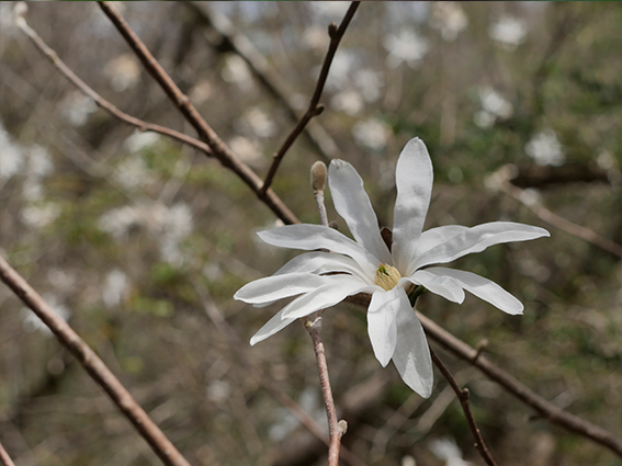 大切な自然や、豊かな森を守りたい、寄付、寄附、支援、岐阜大学、森林
