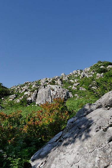 伊吹山 伊吹山、カルスト地形、山岳圏、森林、環境共生、登山、山岳部、ワンダーフォーゲル部、大学