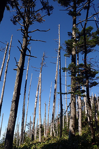 恵那山、縞枯れ現象、山岳圏、森林、環境共生、山岳圏、森林、環境共生｜登山｜山岳部｜ワンダーフォーゲル部