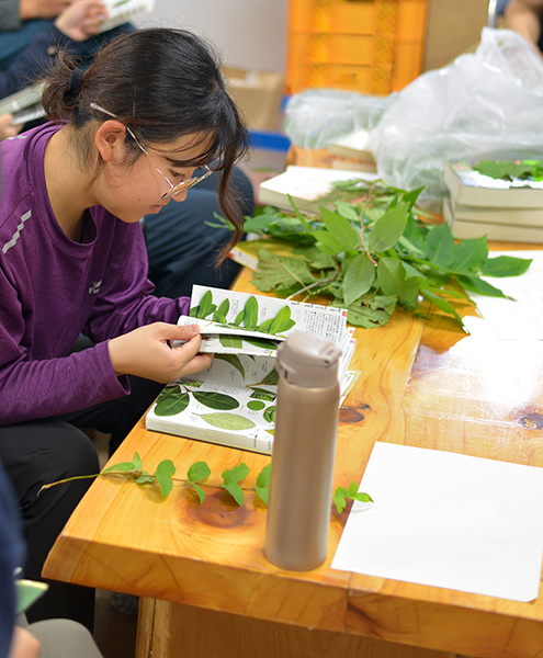 森林生態学研究室｜岐阜大学応用生物科学部｜生態系｜生物多様性｜樹木｜同定