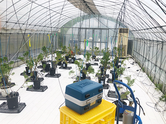 静岡県森林・林業研究センター|共同研究|岐阜大学 静岡県森林・林業研究センター|共同研究|森林生態学|研究室|ヒノキ