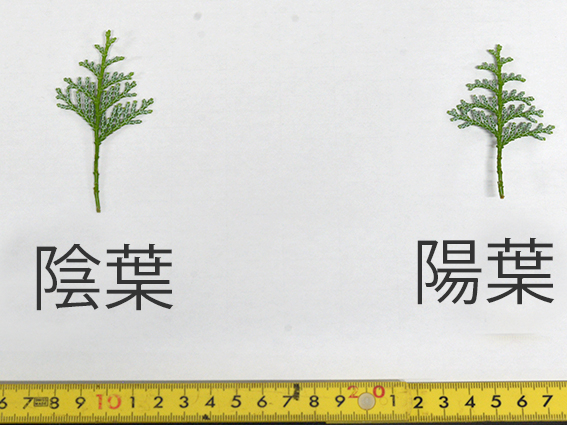 ヒノキ（岐阜大学森林生態学研究室）