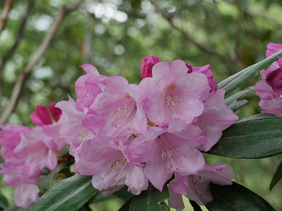 rhododendron001.jpg