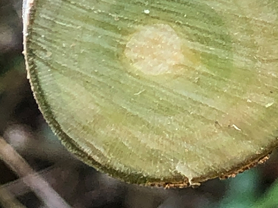 幹枝の光合成に関する研究(岐阜大学応用生物科学部) 幹枝、光合成、研究、クロロフィル|森林生態学|研究室