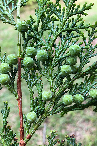 ヒノキ、花成応答、水分生理、研究、森林生態学研究室、片畑伸一郎