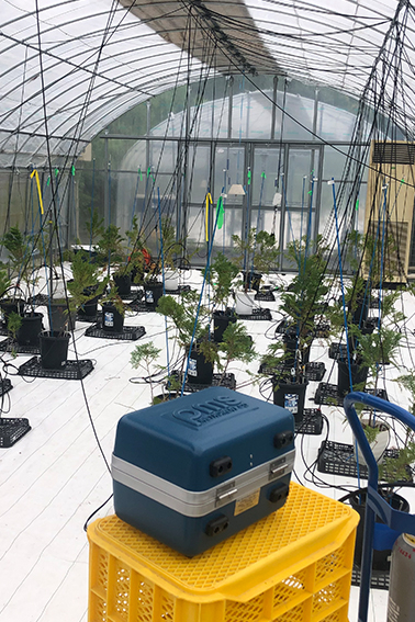 ヒノキ、花成応答、水分生理、研究、森林生態学研究室、静岡県森林・林業研究センター、片畑伸一郎