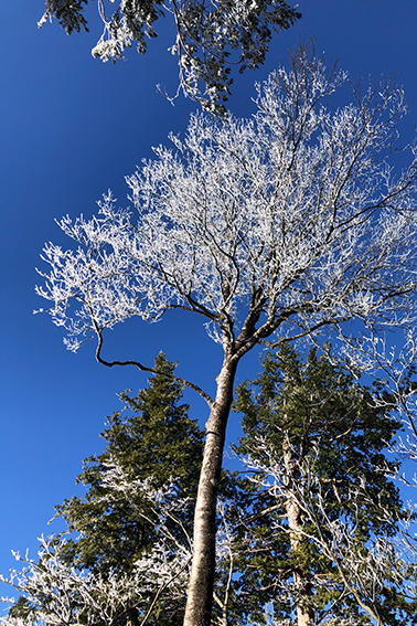 ヤマグルマ、分布、水分生理、仮導管、研究、森林生態学研究室、片畑伸一郎