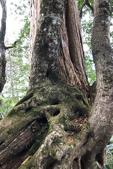ヤマグルマ、分布、水分生理、仮導管、研究、森林生態学研究室、片畑伸一郎