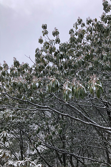 ヤマグルマ、分布、水分生理、仮導管、研究、森林生態学研究室、片畑伸一郎
