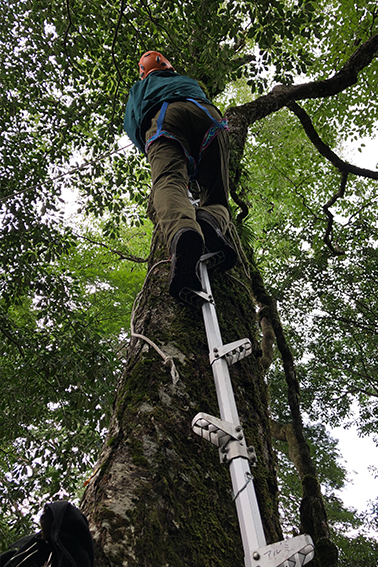 ヤマグルマ、分布、水分生理、仮導管、研究、森林生態学研究室、片畑伸一郎