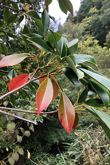 ヤマグルマ、分布、水分生理、仮導管、研究、森林生態学研究室、片畑伸一郎