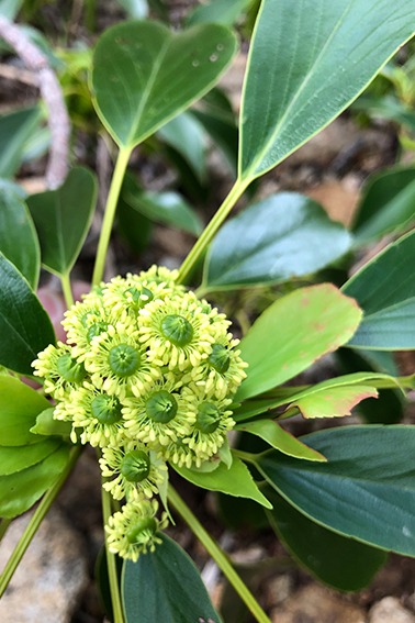 ヤマグルマ、分布、水分生理、仮導管、研究、森林生態学研究室、片畑伸一郎