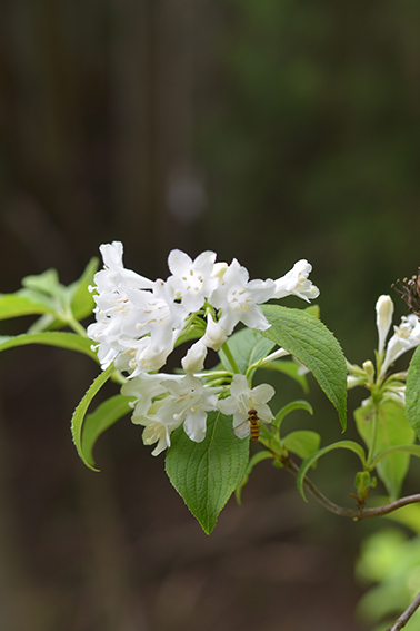 シロバナウツギ｜森林生態学研究室｜アントシアニン｜シロバナタニウツギ｜岐阜大学｜ハナアブ
