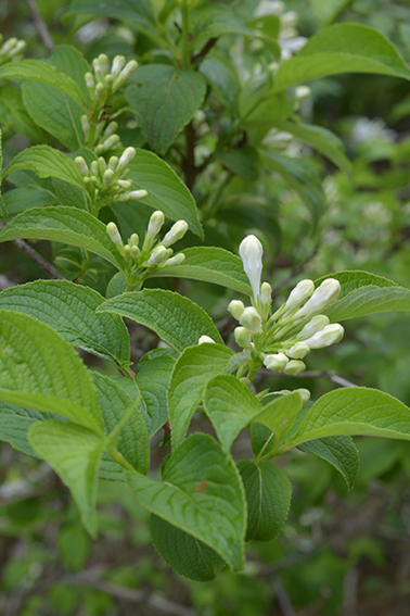シロバナウツギ｜森林生態学研究室｜アントシアニン｜シロバナタニウツギ｜希少｜稀少｜光合成
