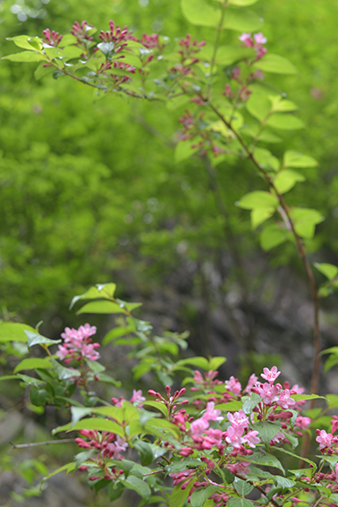 タニウツギ｜森林生態学研究室｜アントシアニン｜加藤正吾｜森林科学