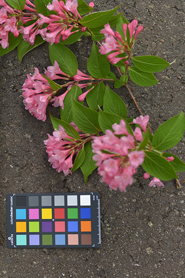 タニウツギ｜森林生態学研究室｜アントシアニン｜自家不和合性