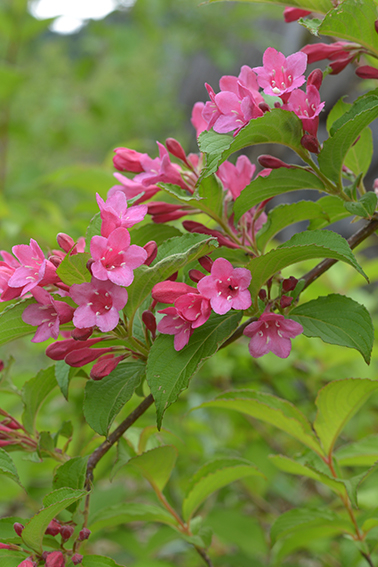 オオベニウツギ｜森林生態学研究室｜アントシアニン｜